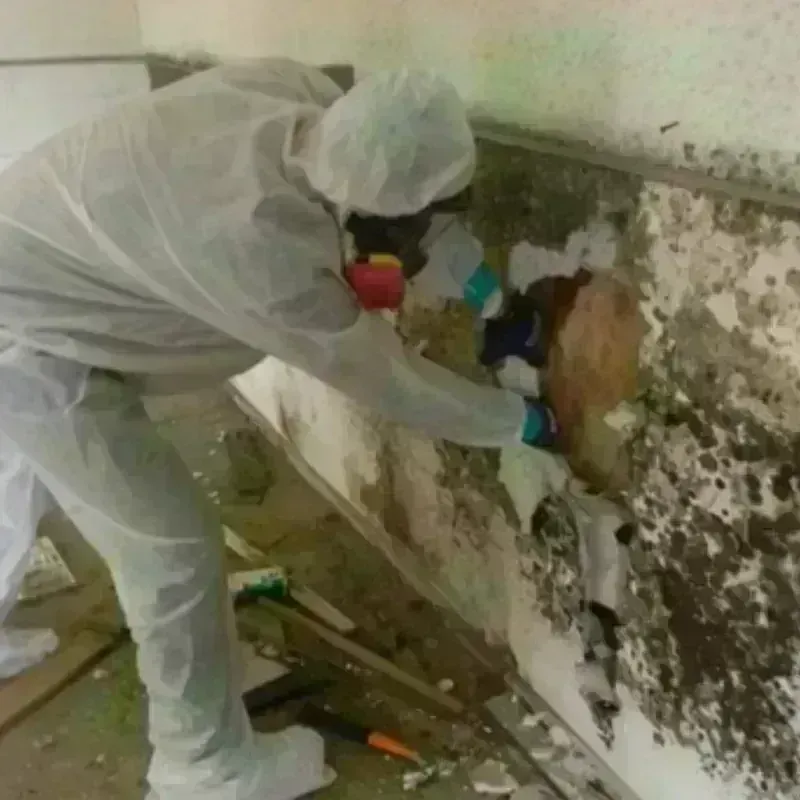 Mold Remediation and Removal in Peru, ME